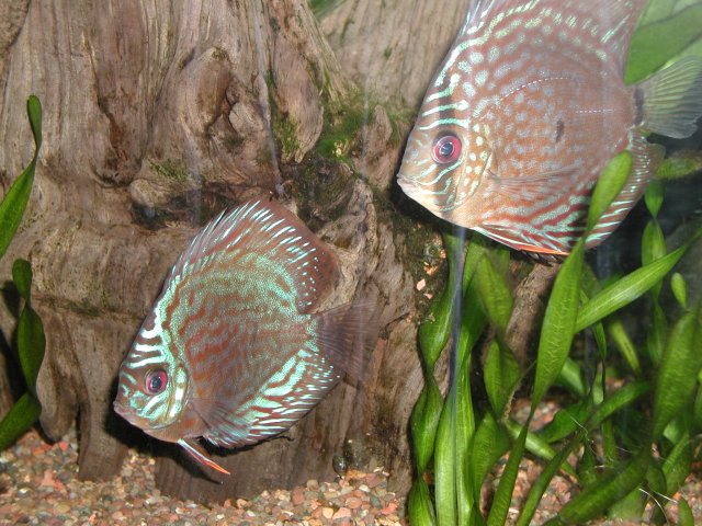 P5270004.JPG