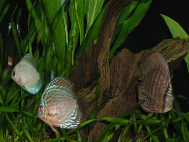 P5270049.JPG