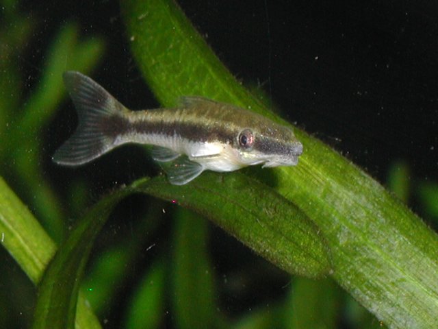 P5270055.JPG