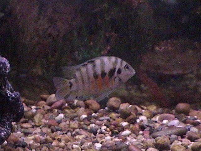 fish pics 004.jpg