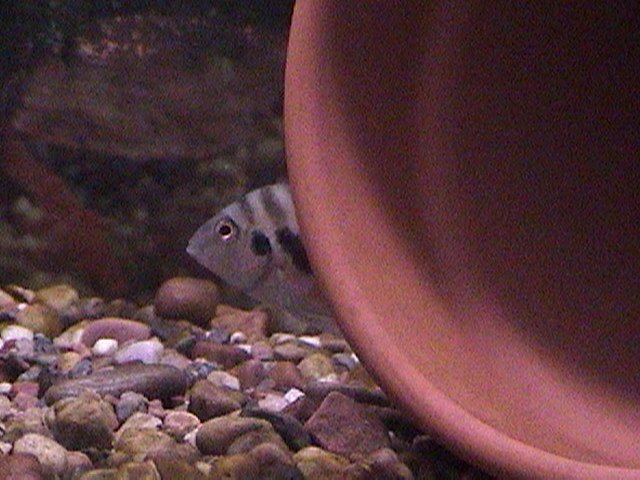 fish pics 005.jpg