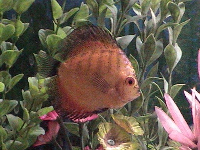 fish pics 013.jpg