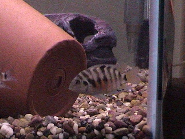 fish pics 009.jpg