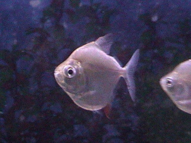 fish pics 001.jpg