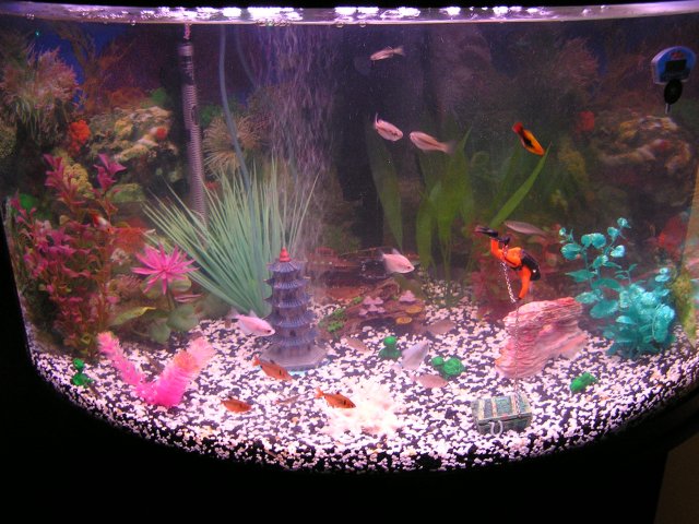 aquarium pics 011.jpg
