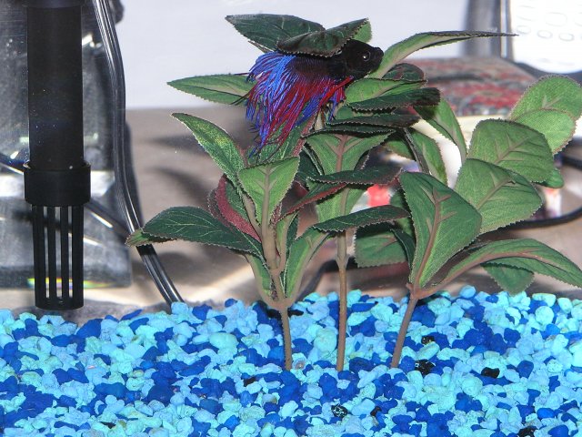 ALVIN BETTA 006.jpg