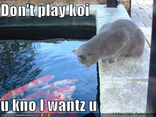 kitty.jpg