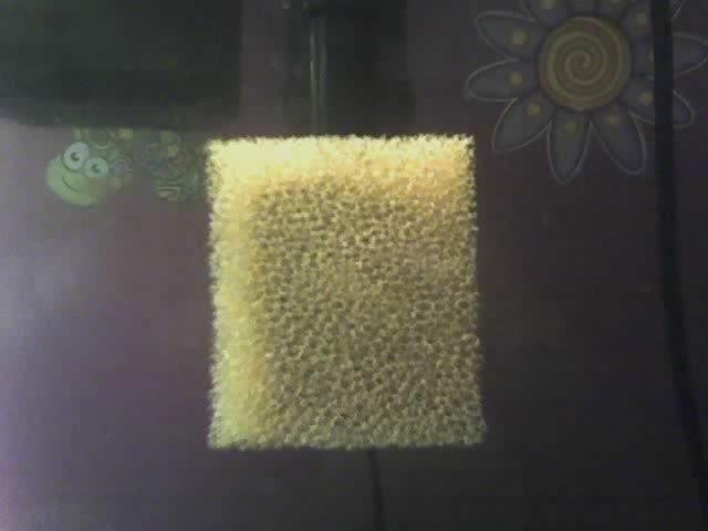 sponge[1].jpg