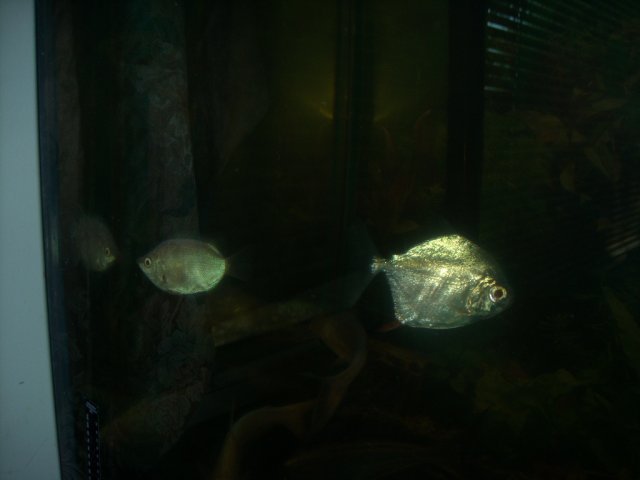 DSCN0138.JPG