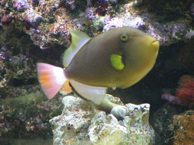 2008_0531tank0067.JPG 2008_0531tank0067.JPG