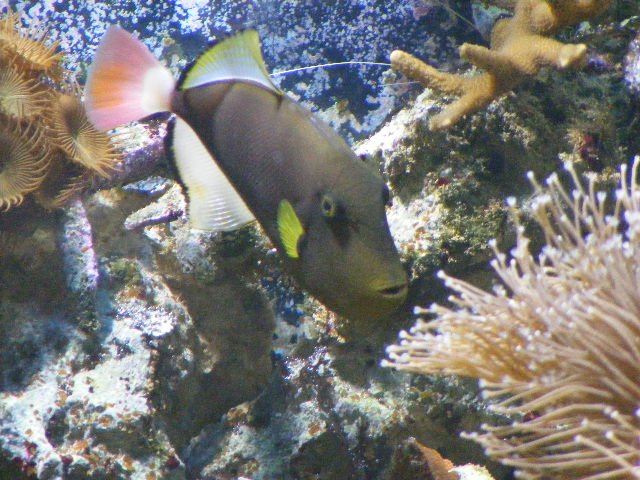 2008_0531tank0058.JPG 2008_0531tank0058.JPG