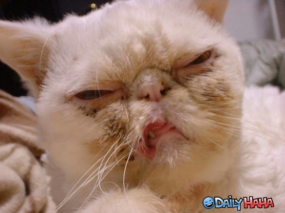 ugly_face_cat.jpg