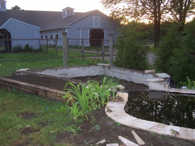 pond 010.jpg