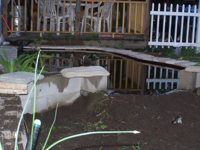 pond 014.jpg