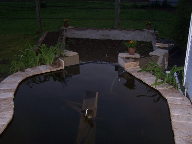 pond 017.jpg