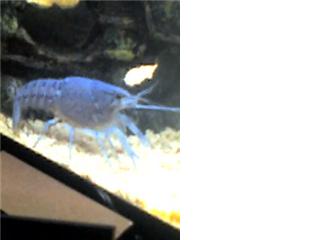 crayfish.jpg