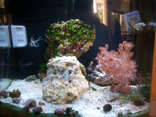 fish tank sump 075.jpg