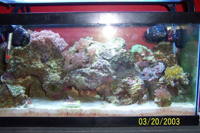 Kirsten-ellisa-reef 006.JPG