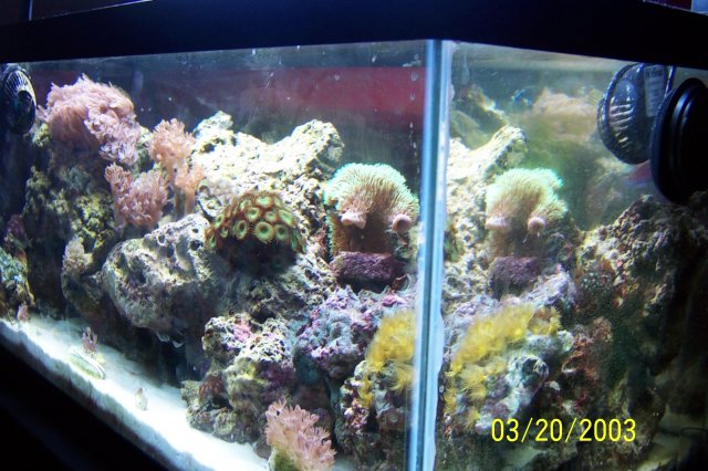 Kirsten-ellisa-reef 008.JPG
