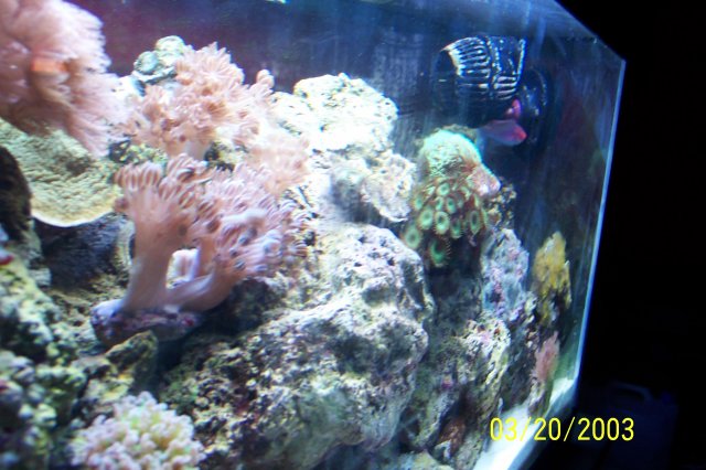 Kirsten-ellisa-reef 009.JPG