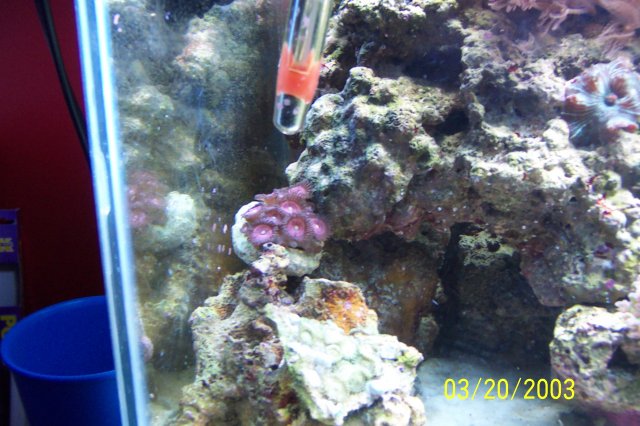 Kirsten-ellisa-reef 010.JPG