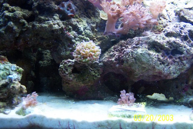 Kirsten-ellisa-reef 011.JPG