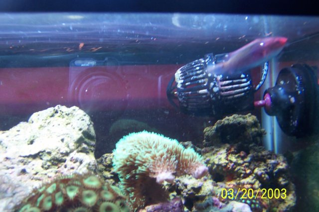 Kirsten-ellisa-reef 012.JPG