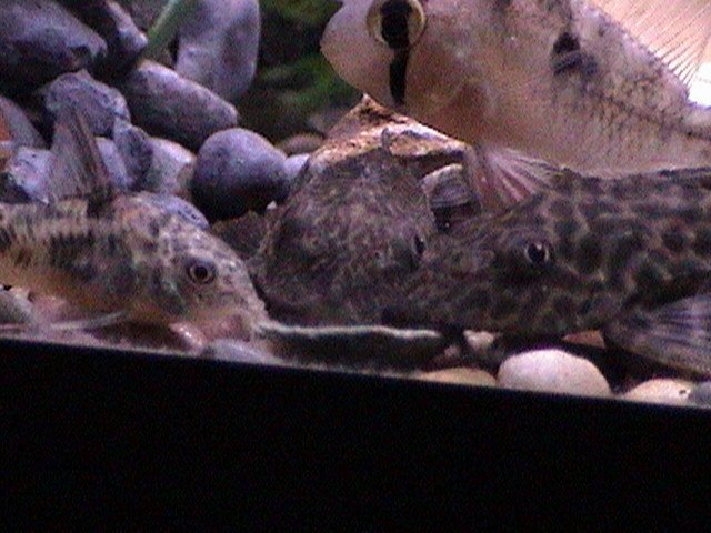 fish pics cont. 003.jpg