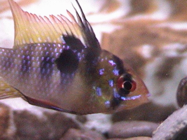 fish pics cont. 006.jpg