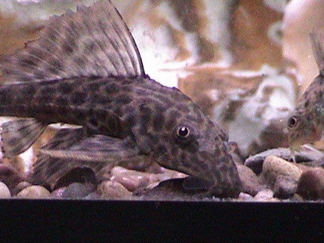 fish pics cont. 002.jpg