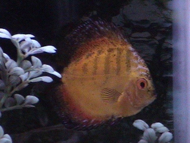 fish pics cont. 001.jpg