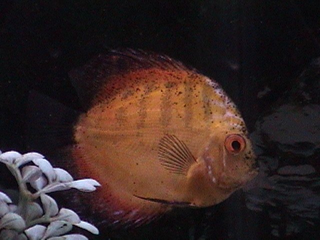 fish pics cont. 004.jpg