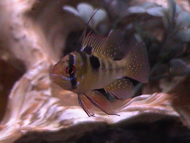 fish pics cont. 007.jpg