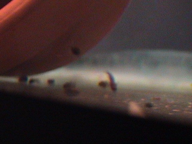 fish pics cont. 010.jpg