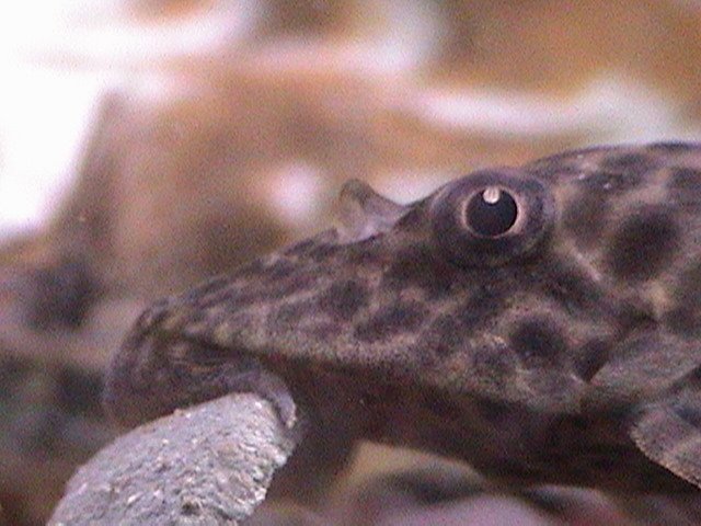 fish pics cont. 018.jpg