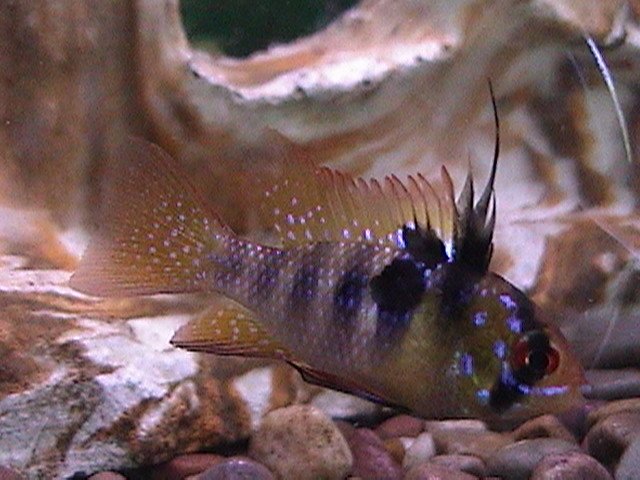 fish pics cont. 023.jpg
