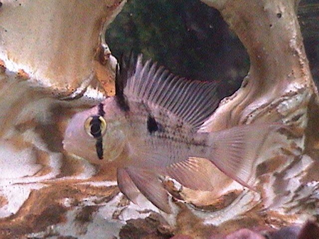 fish pics cont. 015.jpg