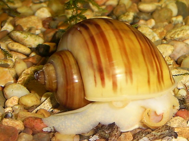 big snail.jpg