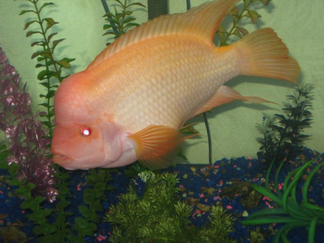 010.JPG