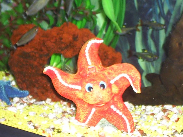 Bubbly Starfish 2.jpg