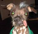 uglydog.jpeg