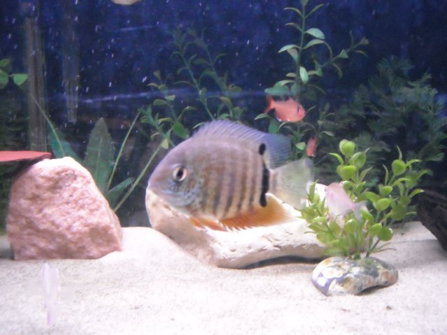 severum3.jpg