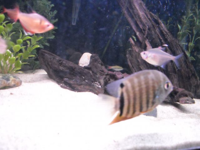 severum2.jpg
