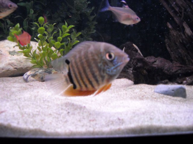severum1.jpg