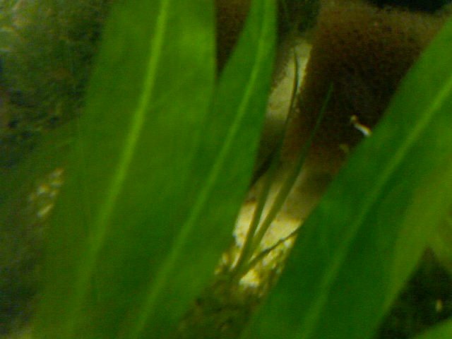 corkscrew val growing.jpg