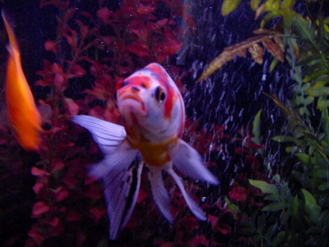 DSC00141.JPG