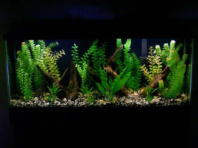 100_3495.jpg 100_3495.jpg
