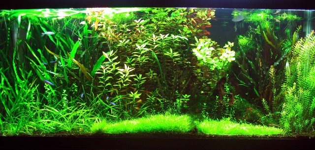 tank-shot001.jpg