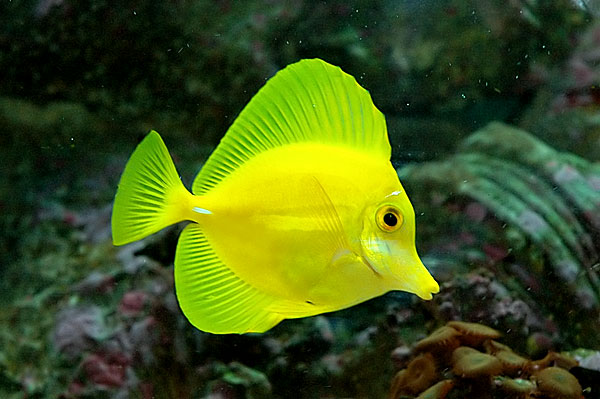 yellow_tang3.jpg