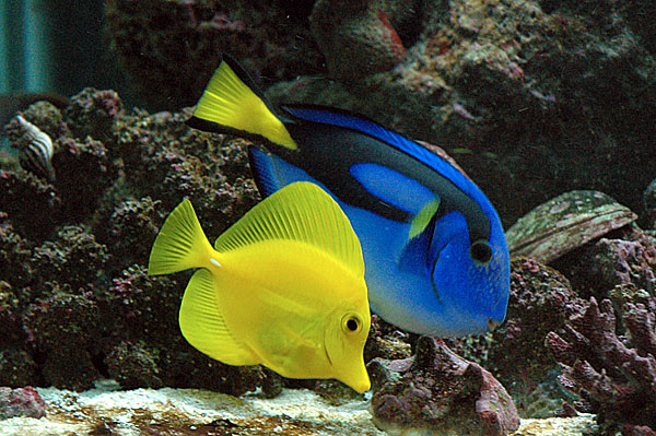 yellow_tang2.jpg